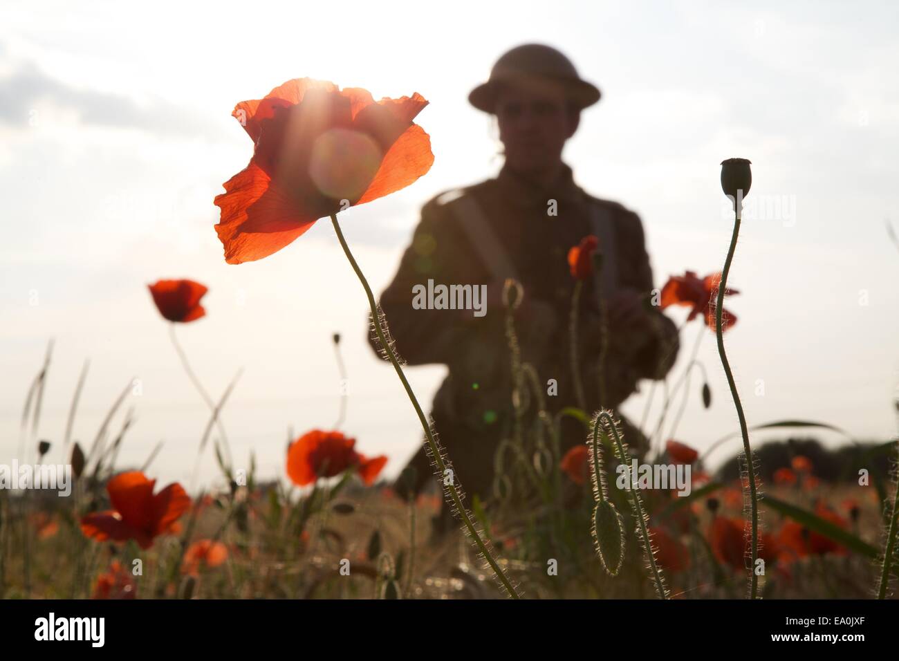 WW1 soldat dans champ de coquelicots Banque D'Images