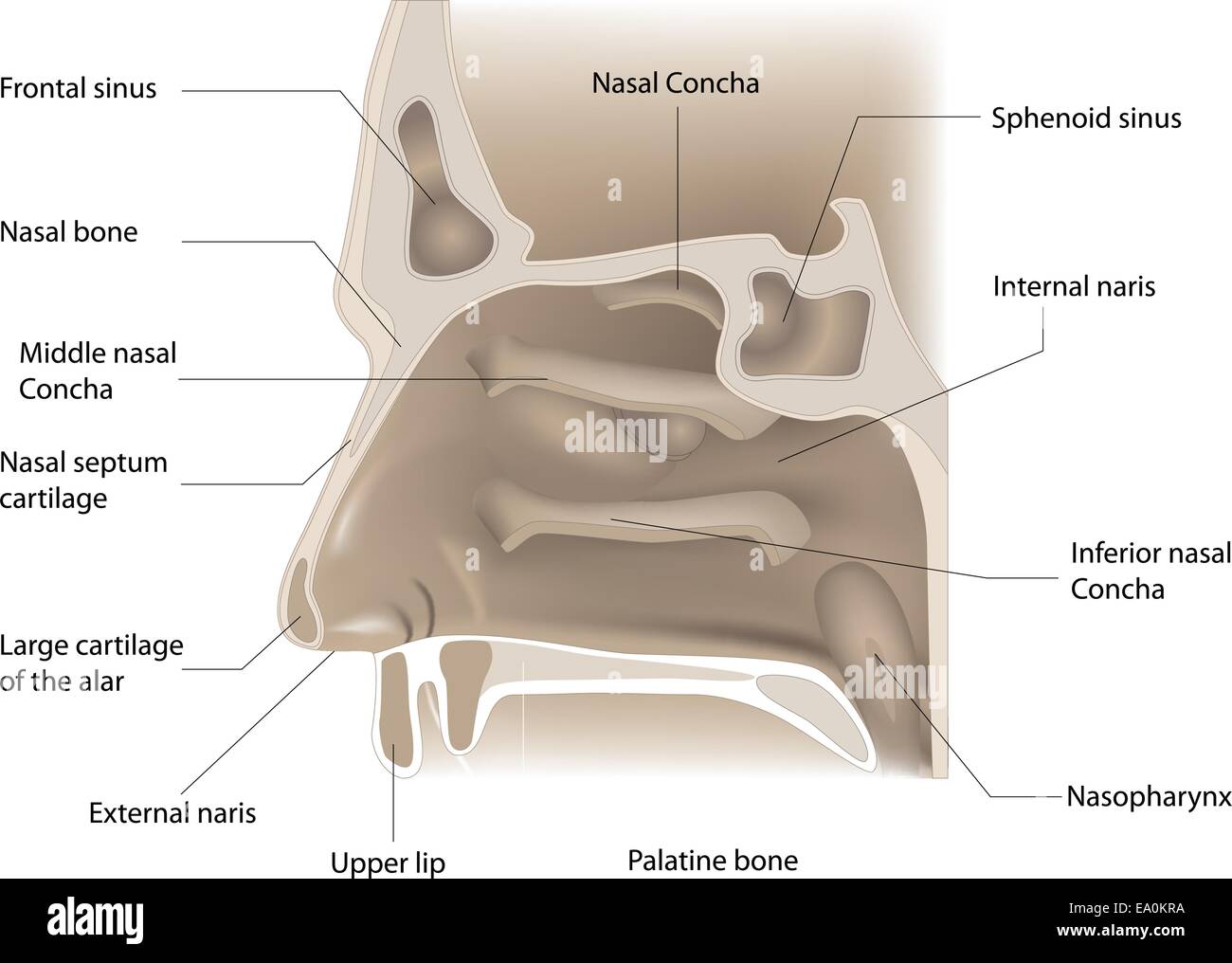 Vector illustration de l'anatomie du nez sur fond blanc Illustration de Vecteur