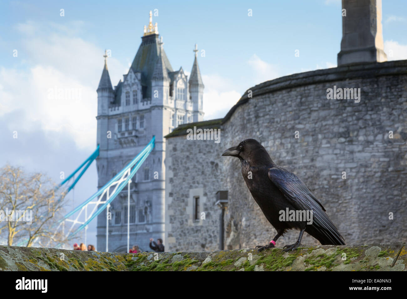 Raven était assis sur mur dans la Tour de Londres avec le Tower Bridge en arrière-plan, Londres, Angleterre, Europe. Banque D'Images