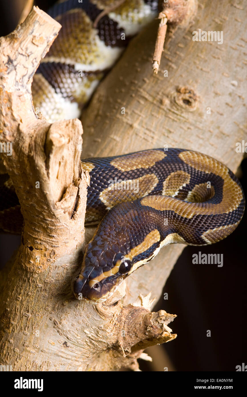 Python royal d'en haut Banque D'Images