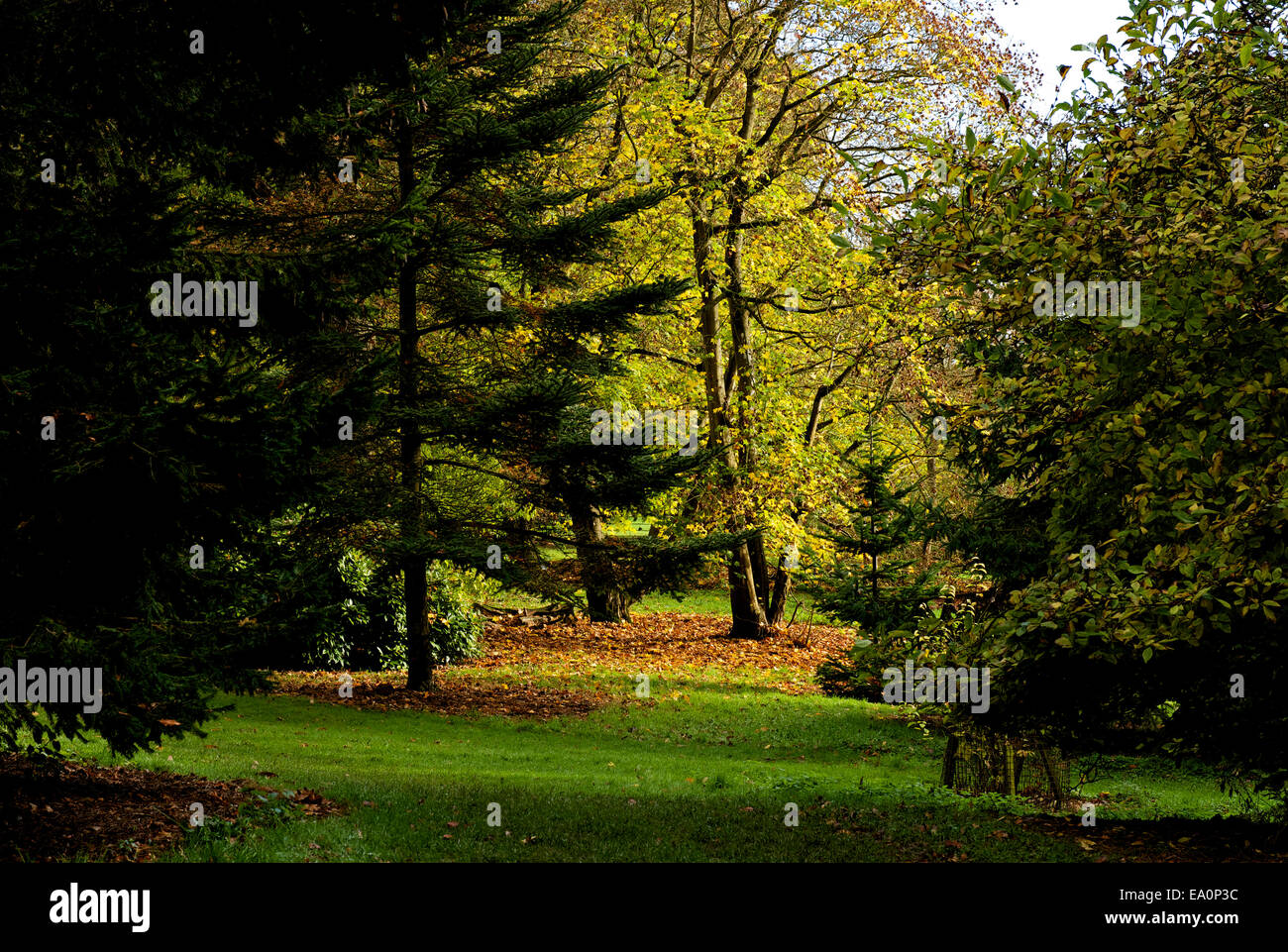 Batsford Arboretum, près de Moreton-in-Marsh-le, Gloucestershire, Angleterre, Royaume-Uni Banque D'Images