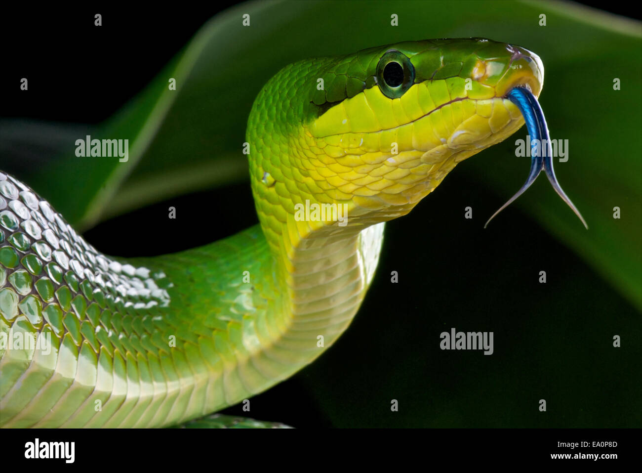 Couleuvre obscure vert à queue rouge / Gonyosoma oxycephalum Banque D'Images