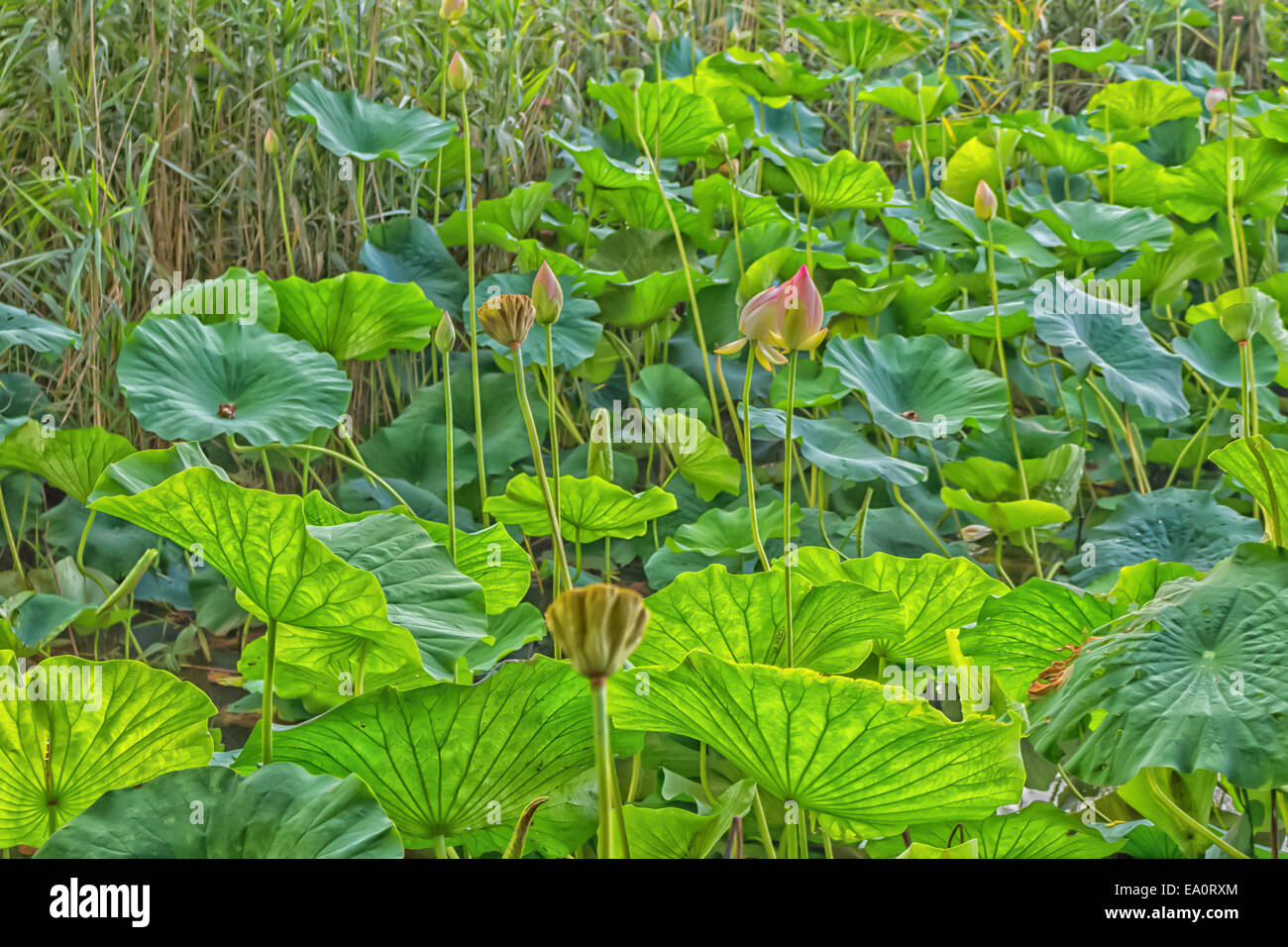 Le parc naturel 'Parco del loto' Lotus zone verte en Italie : un grand étang où les fleurs de lotus (Nelumbo nucifera) et de l'eau- Banque D'Images