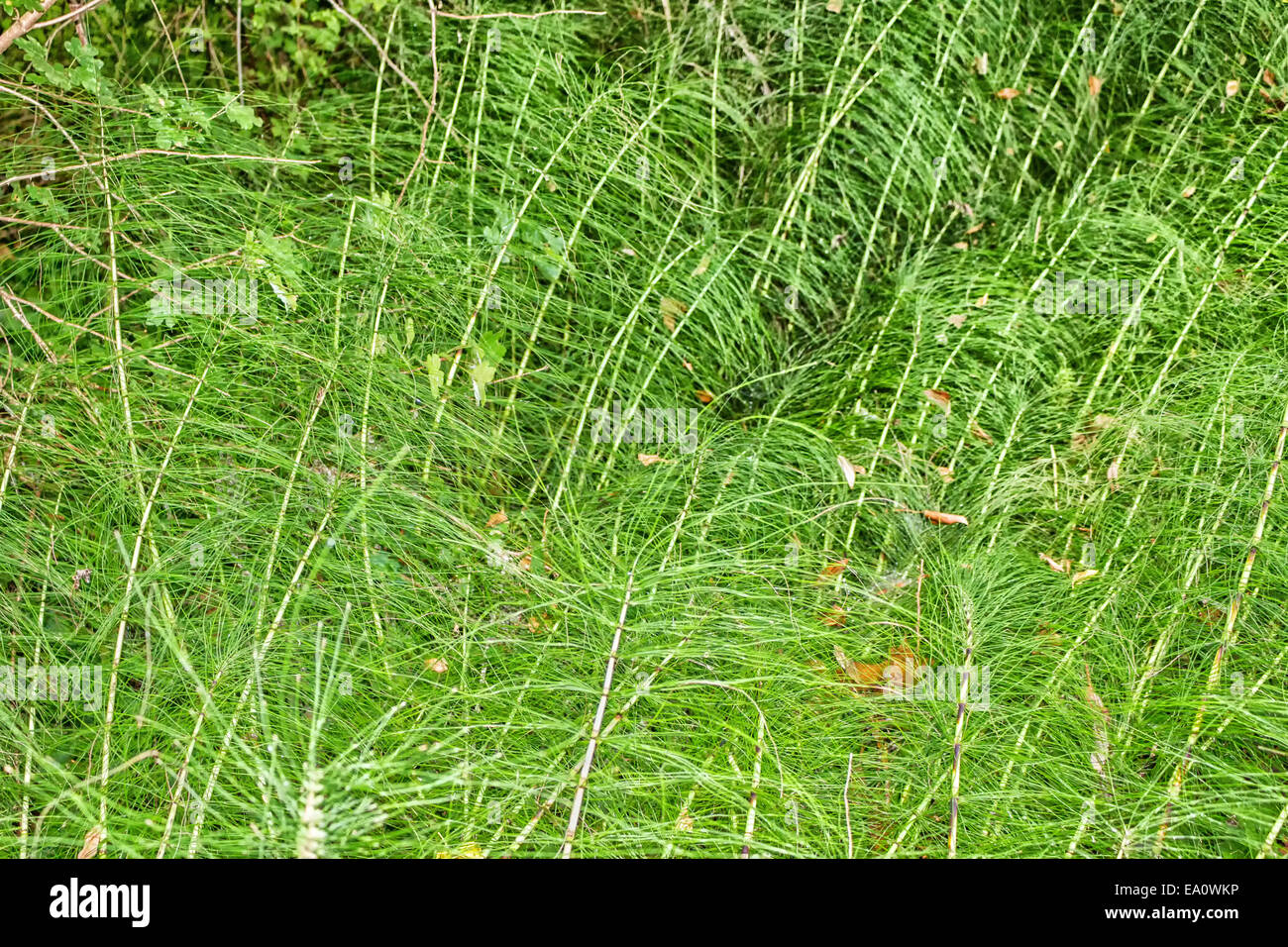 Mauvaises herbes vertes et des brins d'herbe de prendre une texture de fond de verdure. Tiges blanches fait irregularg et formes géométriques Banque D'Images