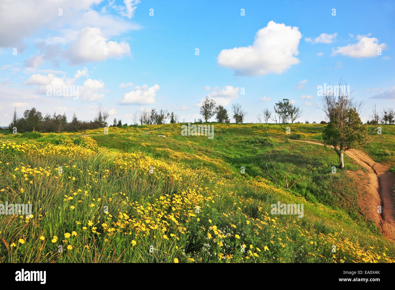 De la nature à fleur de ressort Banque D'Images