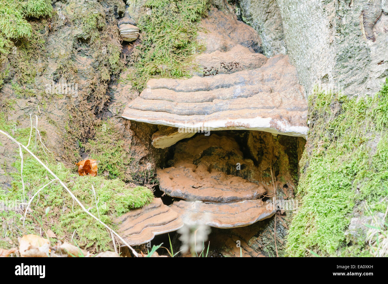 Fomes fomentarius un type commun de champignon, poussant sur un arbre Banque D'Images