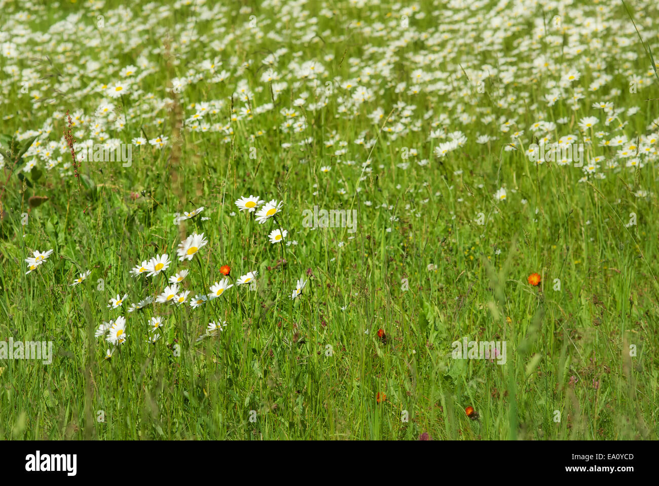 Herbes sauvages comestibles Banque D'Images