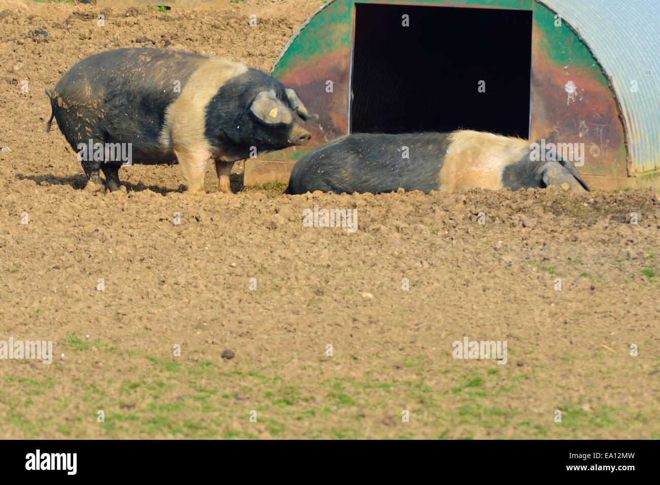 Deux porcs en liberté Banque D'Images
