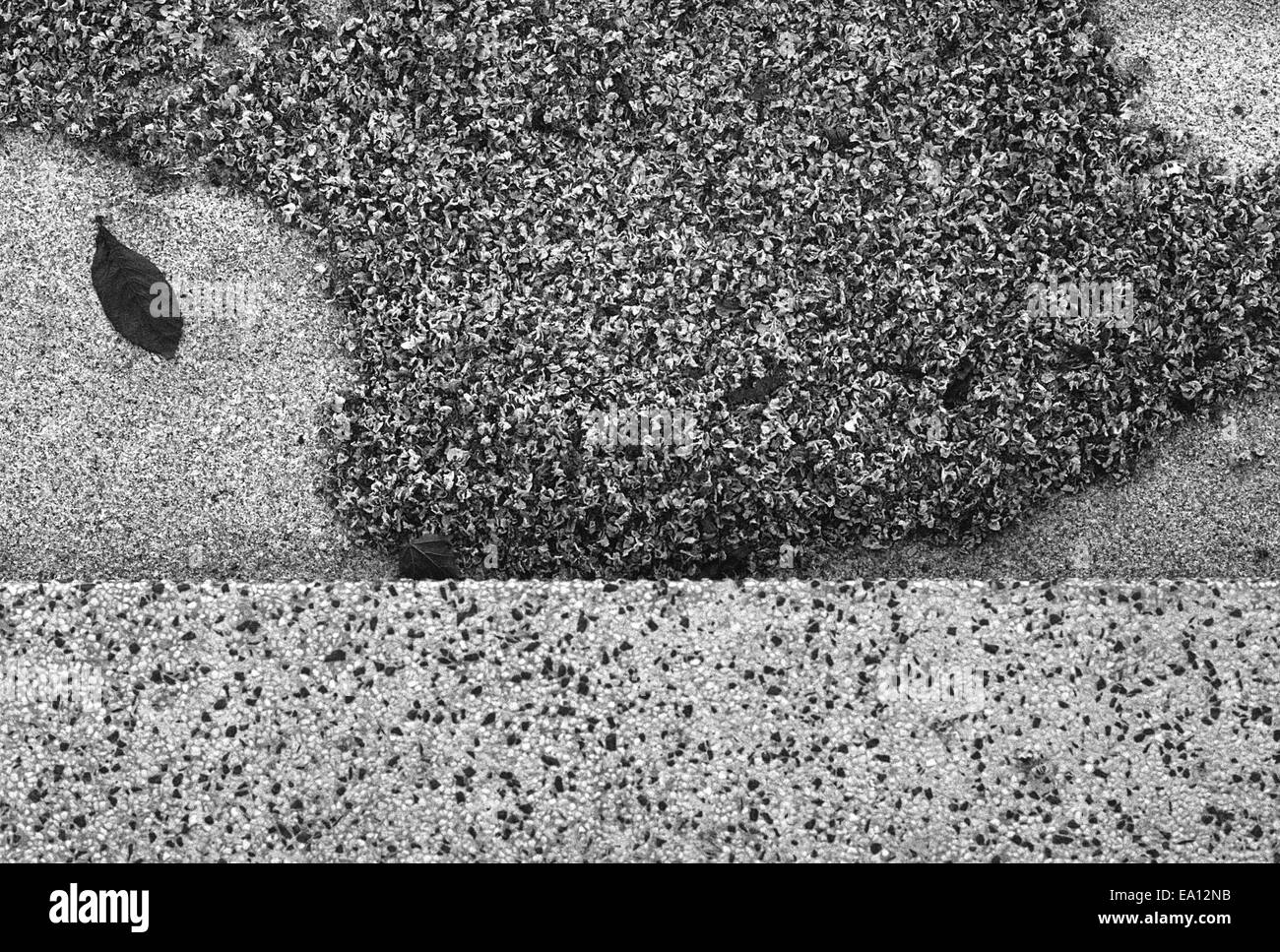 Le pollen de pâturage sur le trottoir (noir et blanc) Banque D'Images