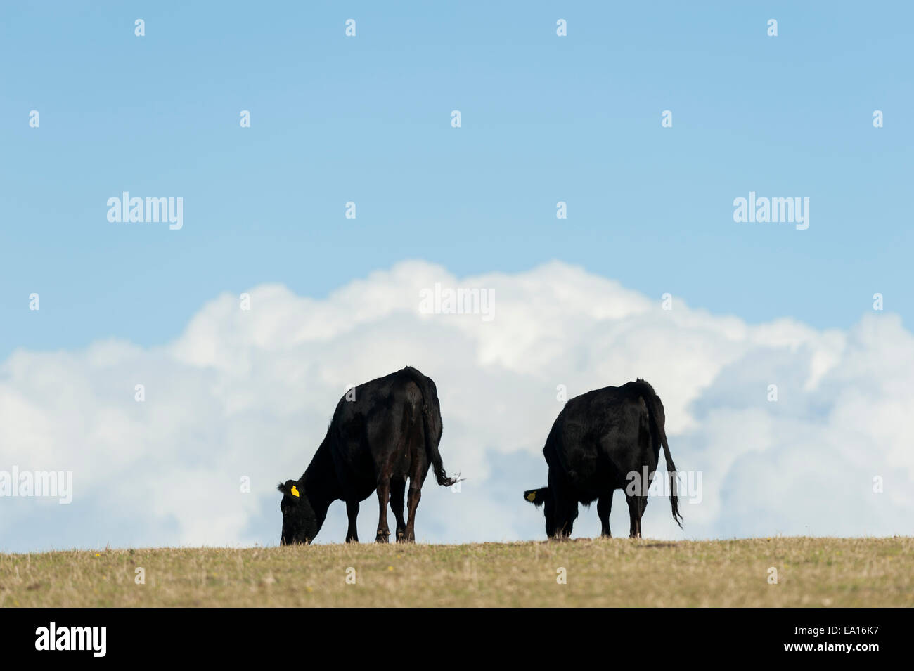Vaches patrain près de Dodman point, Cornwall. Banque D'Images