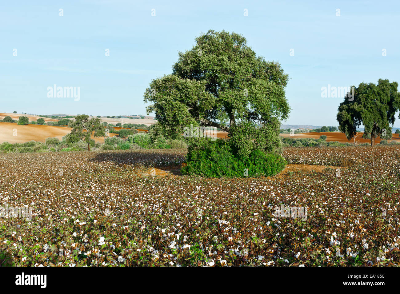 Coton Banque D'Images