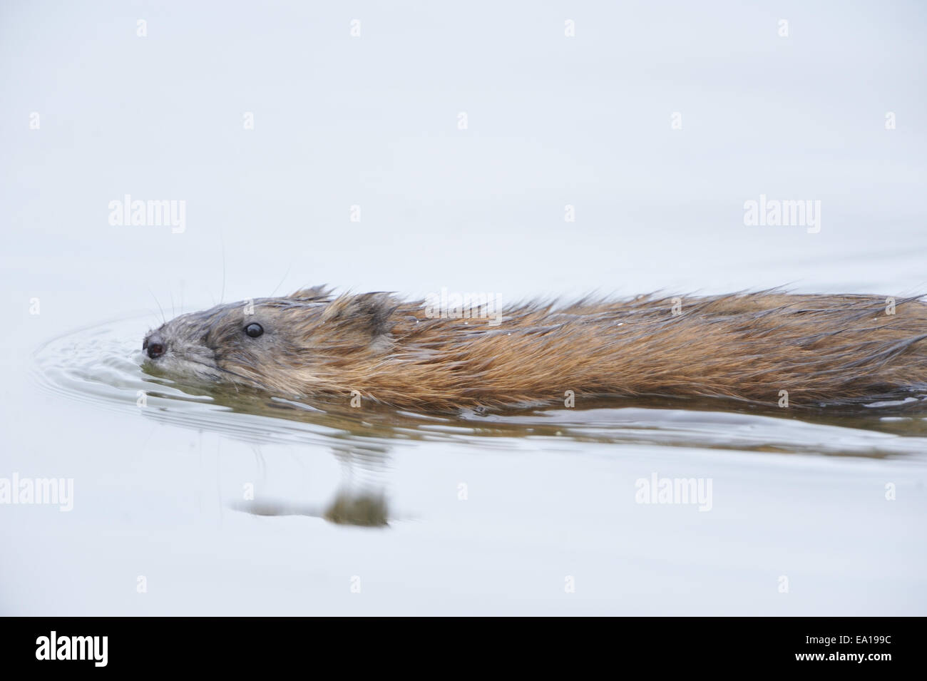 Rat musqué Banque de photographies et d’images à haute résolution - Alamy