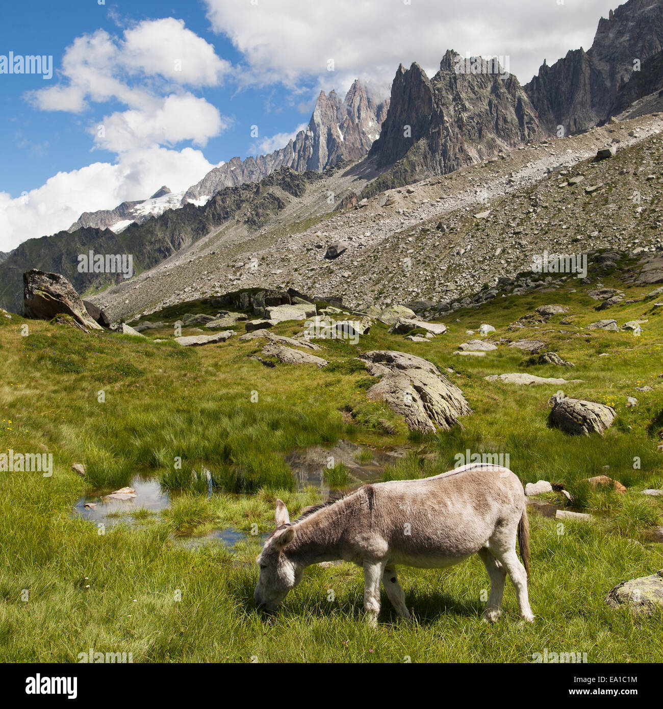 Âne dans le pâturage de l'Aiguille du Plan, Chamonix-Mont-Blanc, France. Banque D'Images