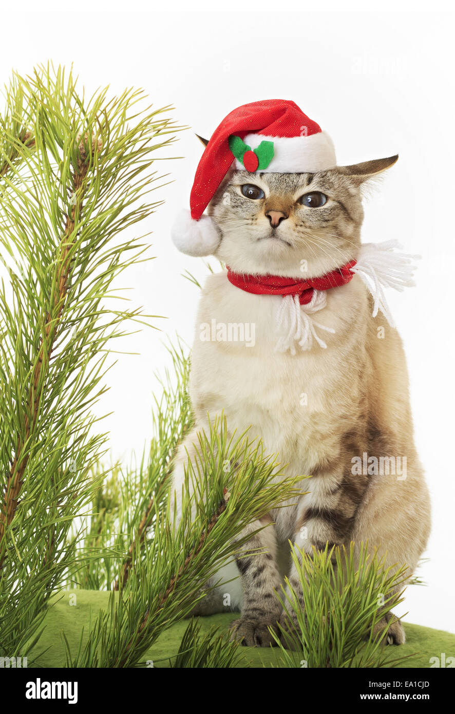 Chat Drole Dans Un Costume De Pere Noel Photo Stock Alamy