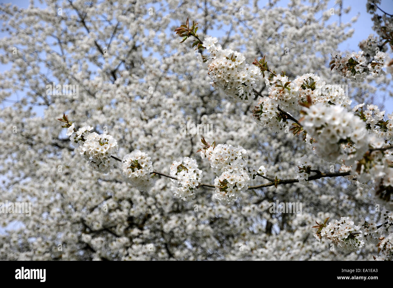 Sweet Cherry Blossoms Banque D'Images