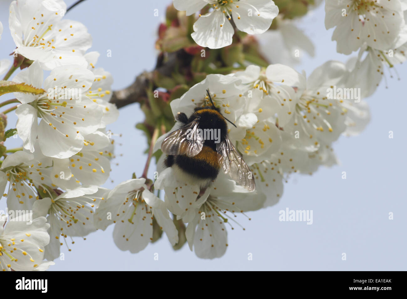 Sweet Cherry Blossoms Banque D'Images