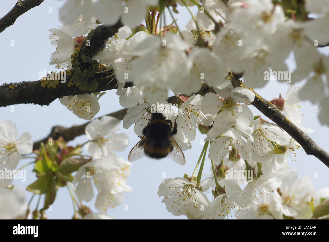 Sweet Cherry Blossoms Banque D'Images