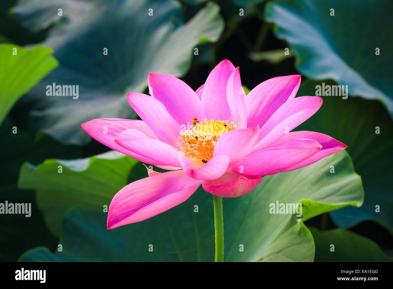 Belle fleur de lotus dans blooming Banque D'Images