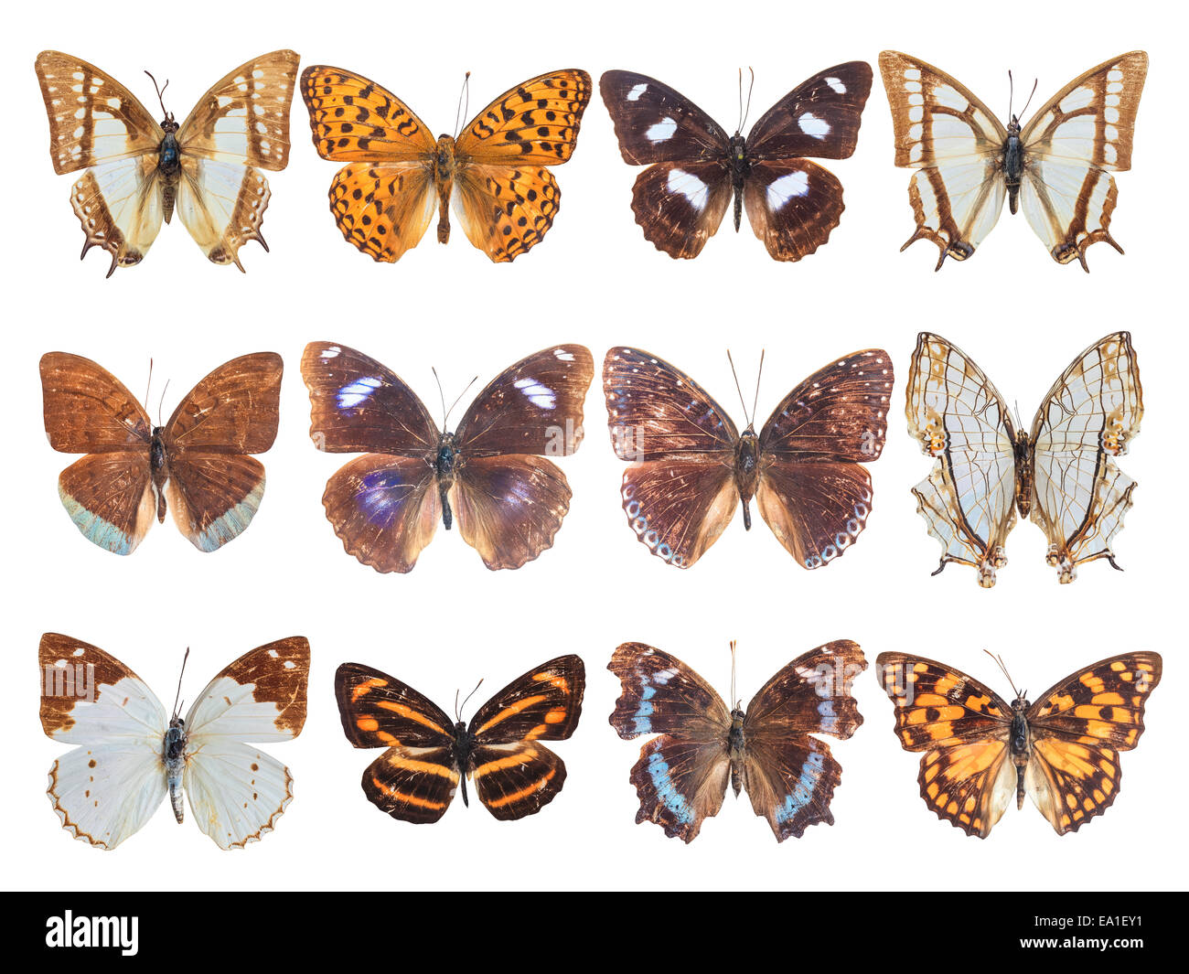Douze pieds brosse butterfly Banque D'Images