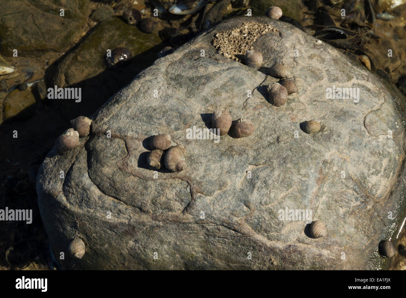 Bigorneau rugueux ou Littorina saxatilis coquillages accrochés à la roche à marée basse. United Kingdom Banque D'Images