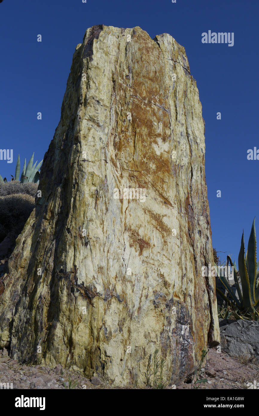 Pertrified le bois dans une forêt fossile Banque D'Images