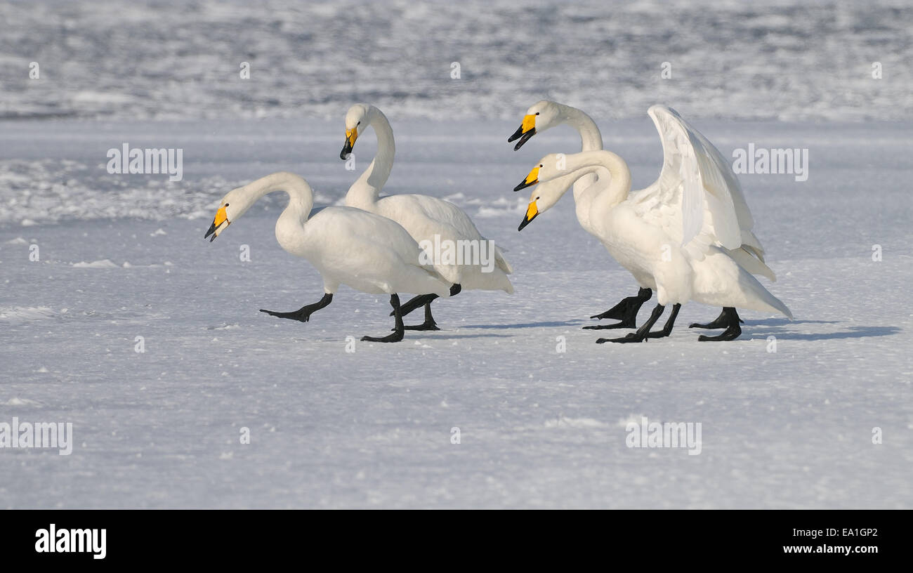 Quatre grues blanches cygnes sur la glace du lac Kussharo dans la partie nord-est de Hokkaido, Japon, Banque D'Images