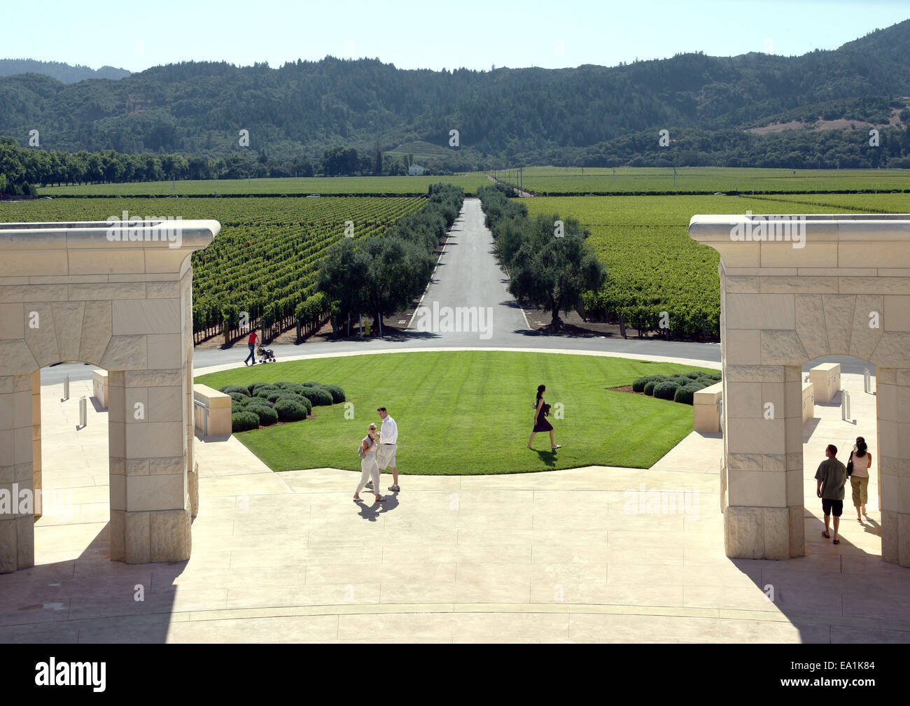 Le Comté de Napa, vignes de Opus One Napa Valley, Californie CA USA Banque D'Images