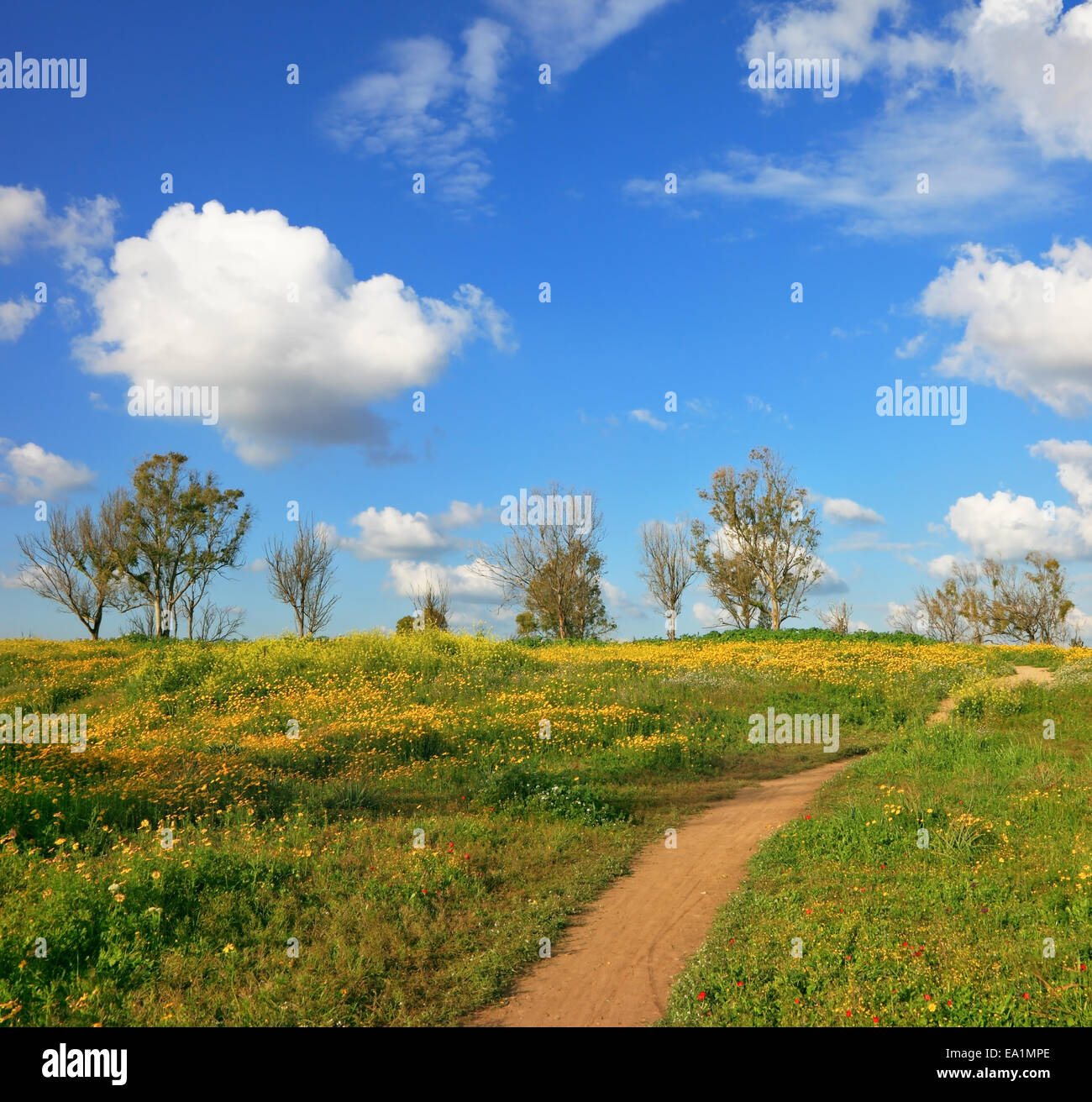 Le désert en fleurs Banque D'Images