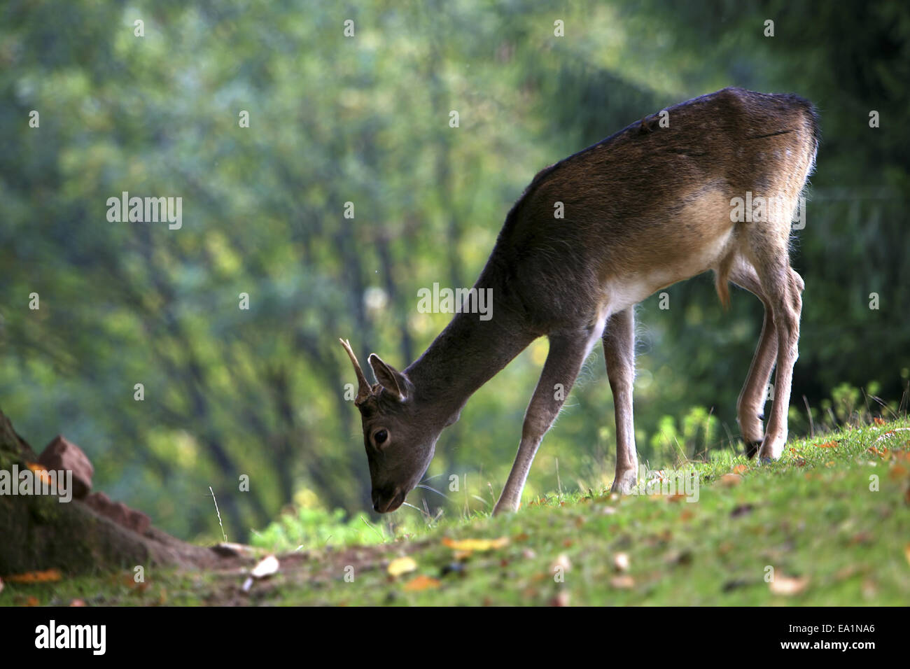 Dans les bois Banque D'Images