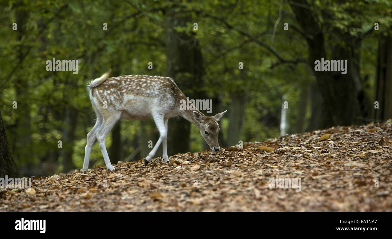 Dans les bois Banque D'Images