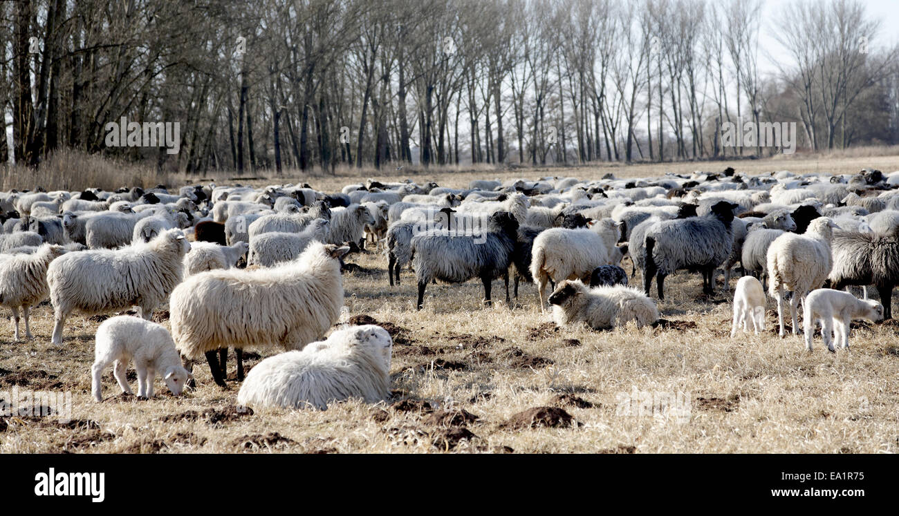 Troupeau de moutons Banque D'Images