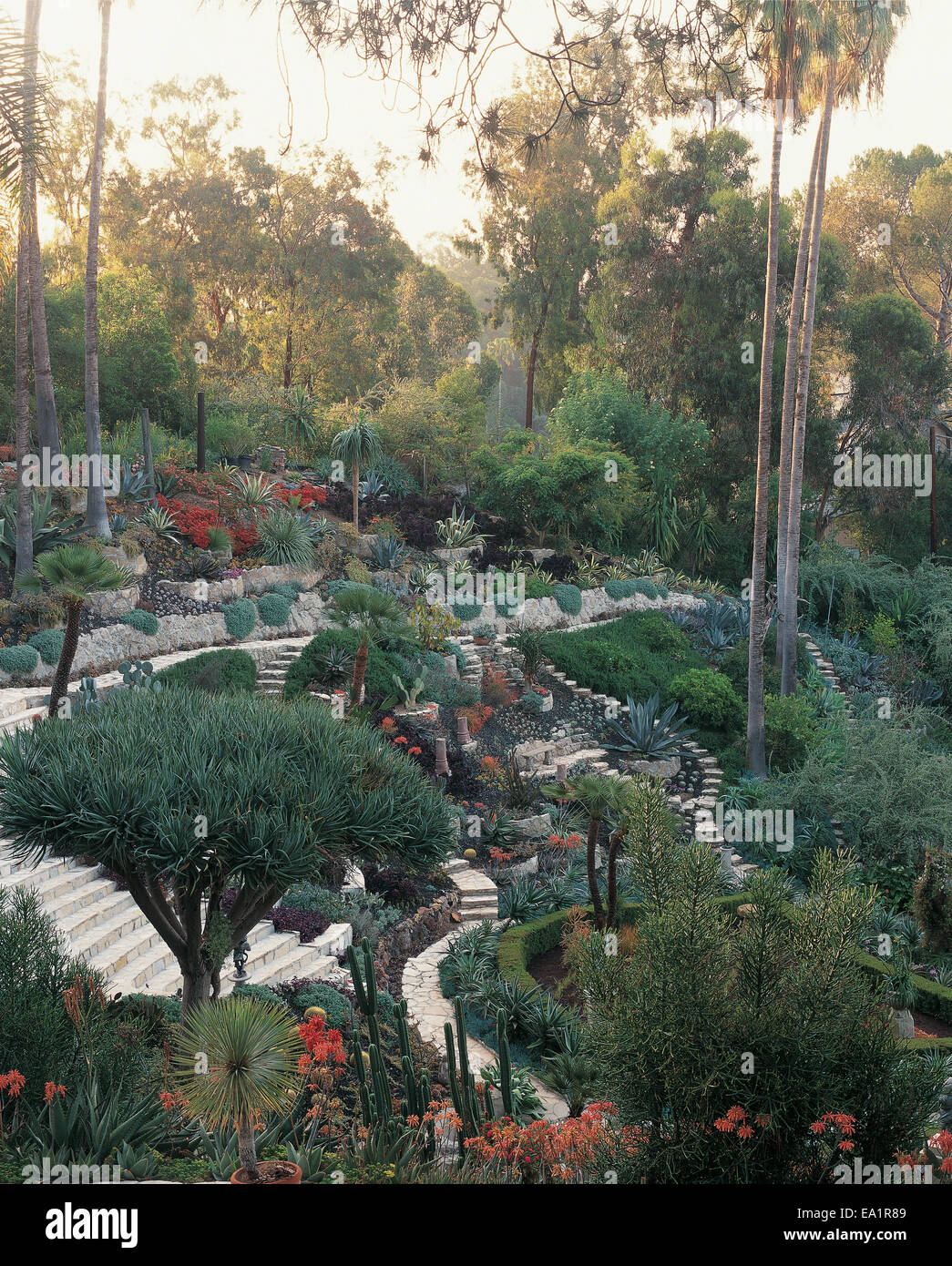 Jardin de style désert à Los Angeles, Californie Banque D'Images