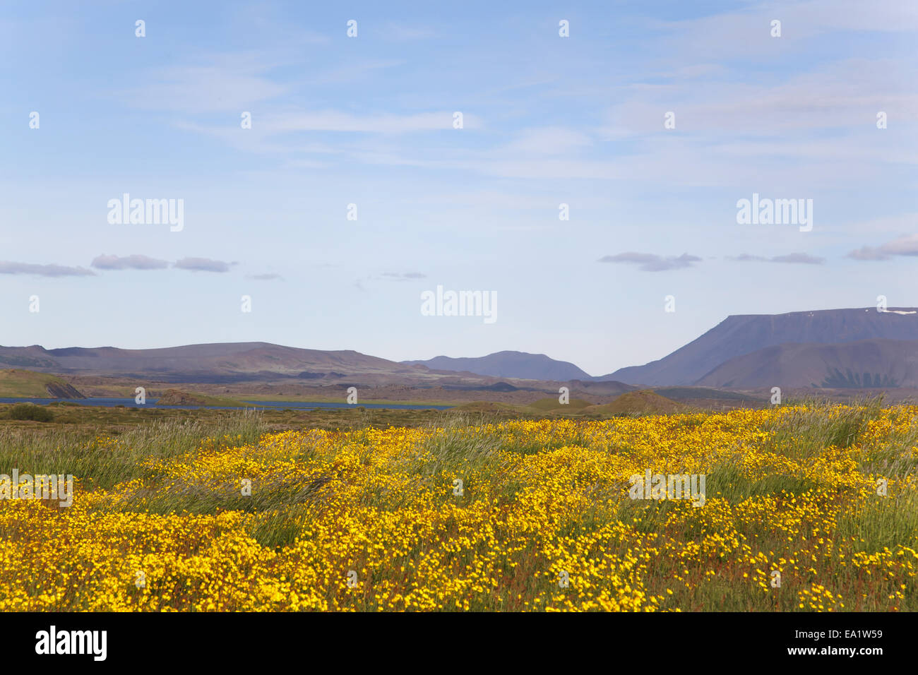 L'été dans la région de Mývatn Banque D'Images