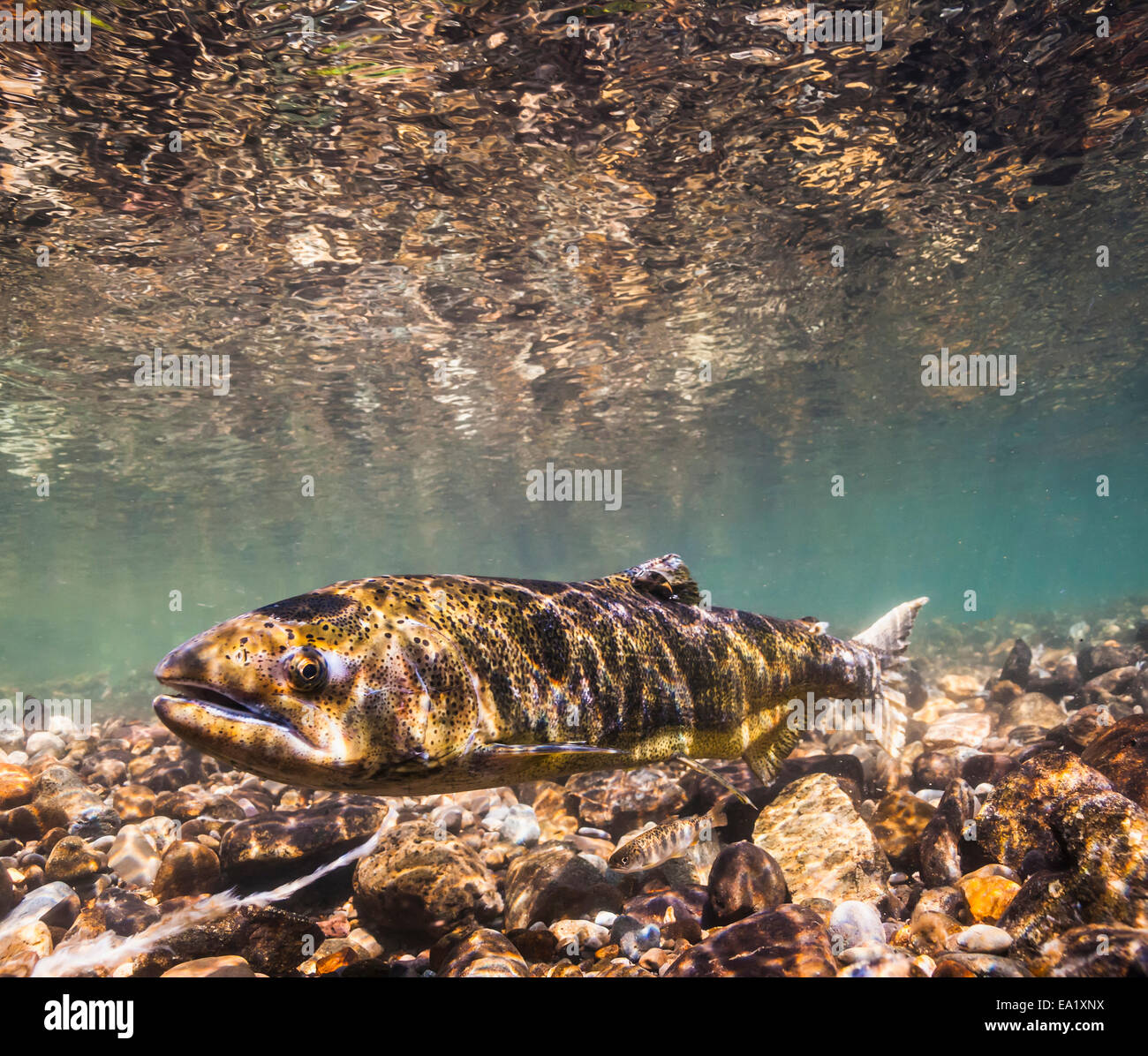 Les poissons,le frai du saumon quinnat,,rivière Yakima Banque D'Images