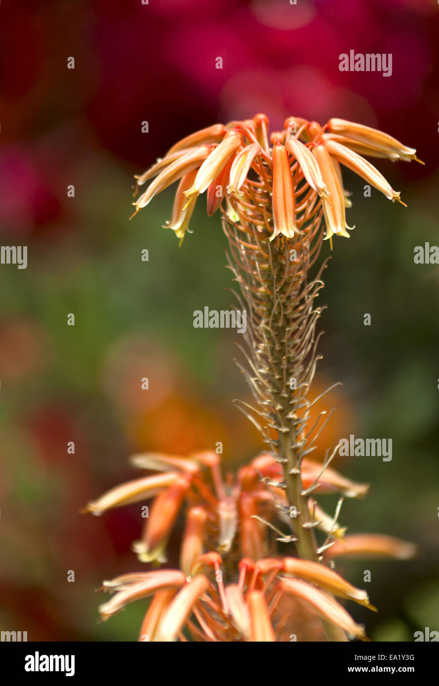 D'une plante de l'aloe Banque D'Images