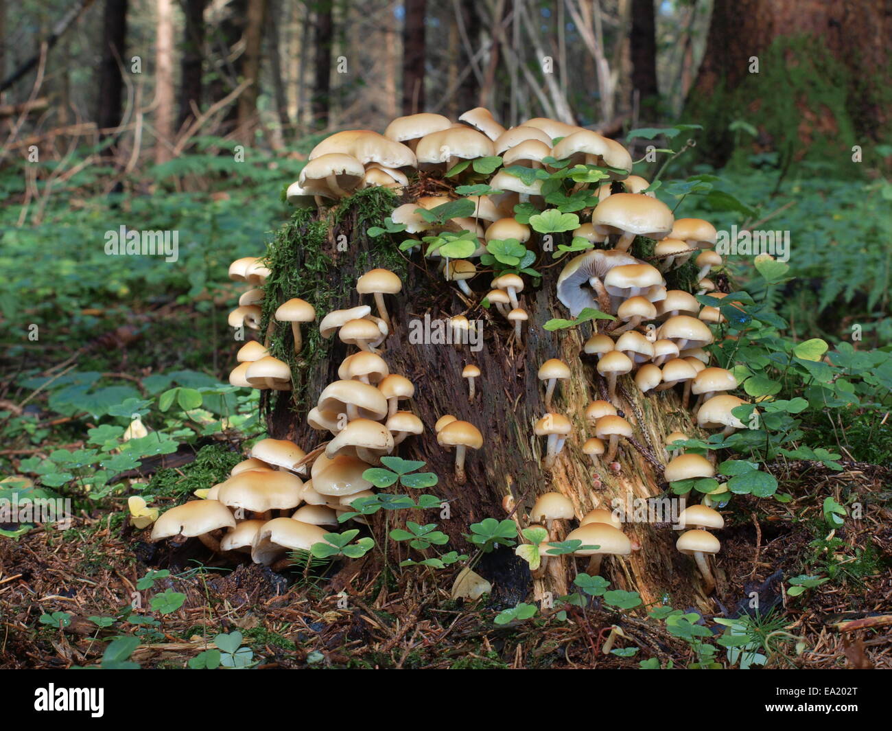 Touffe Hypholoma capnoides - conifères Banque D'Images