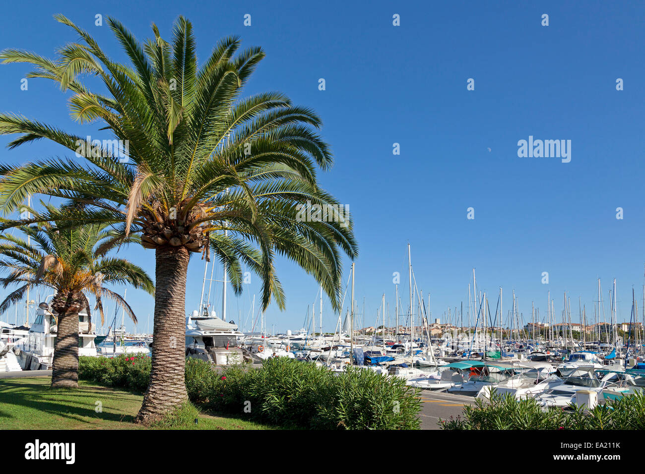 Palmiers et de yachts, port et vieille ville, Antibes, Côte d'Azur, France Banque D'Images