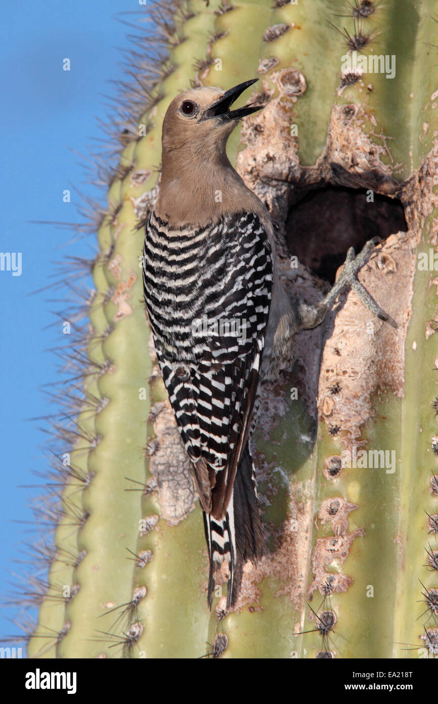 Pic - Melanerpes uropygialis Gila - femelle Banque D'Images