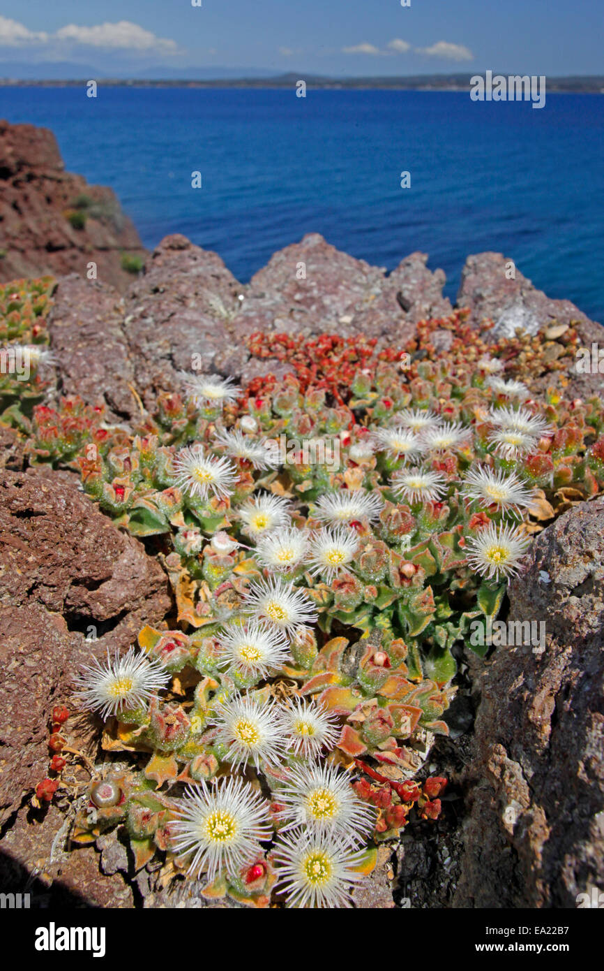 Usine de glace commune ou cristallins iceplant (Mesembryanthemum crystallinum) sur la falaise Banque D'Images