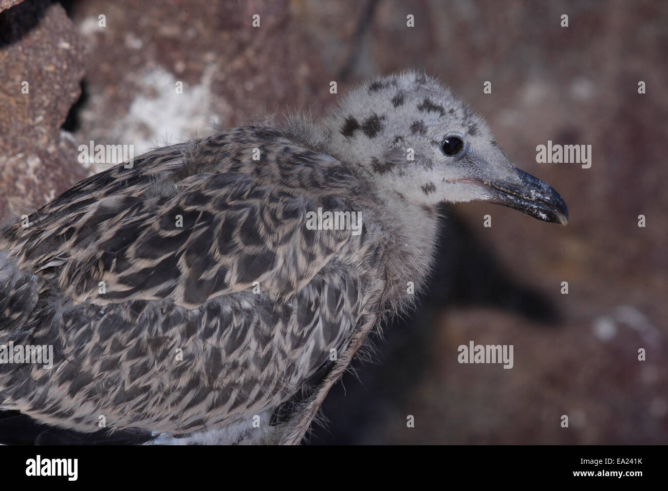 Pattes jaunes (Larus michahellis), immatures Banque D'Images