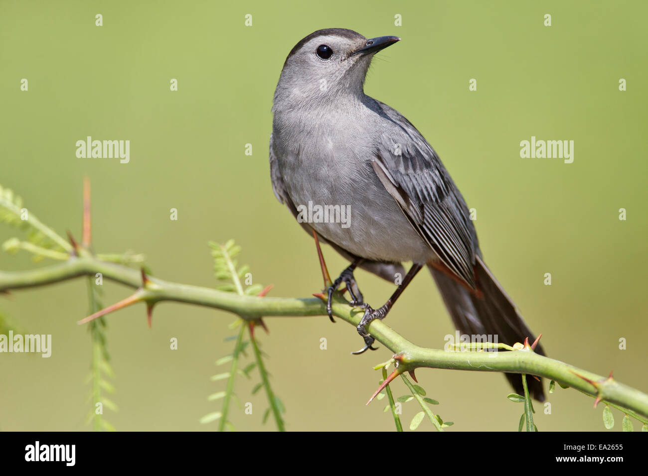 Gray Catbird Dumetella carolinensis - Banque D'Images