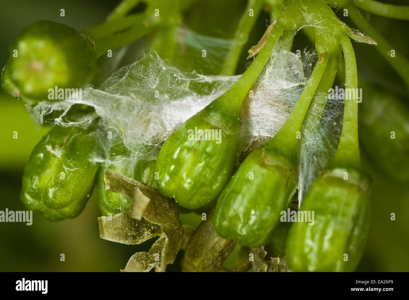 Jack,Clark,Ag,Agriculture,d,Europe agricole Banque D'Images