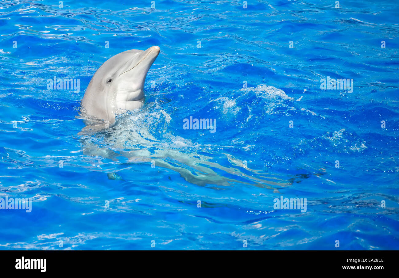 Dolphin s'amuser dans la mer bleu clair. Place pour le texte. Banque D'Images