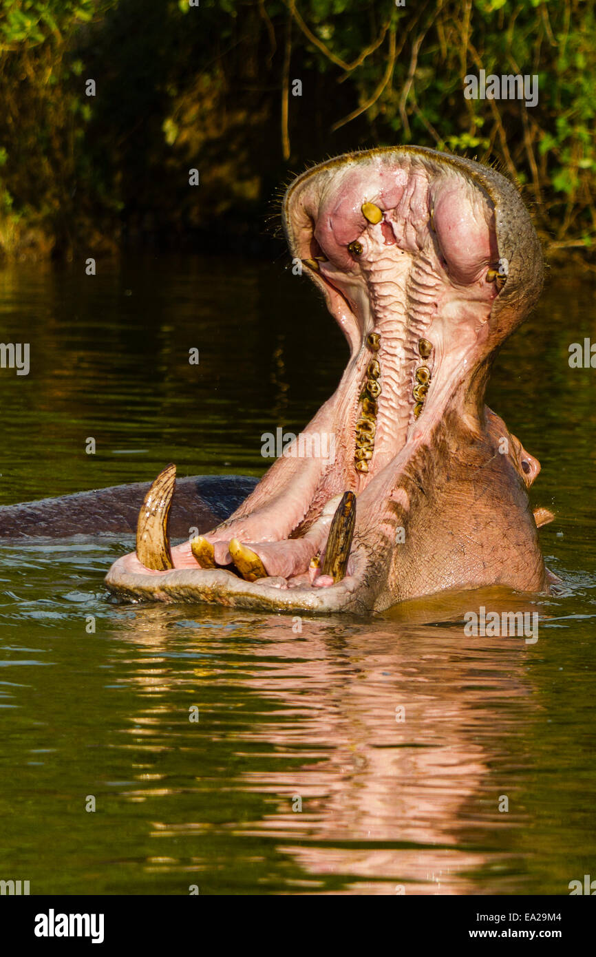 Un Hippopotame (Hippopotamus amphibius) dans le parc national du lac Mburo, Ouganda Banque D'Images