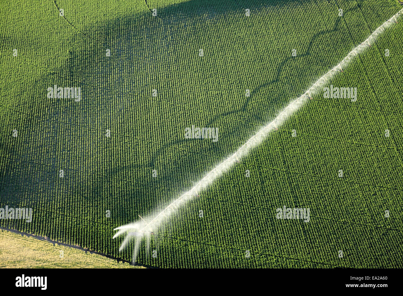 Une vue aérienne d'un sprinkleur agricole dans un champ de pommes de terre Banque D'Images