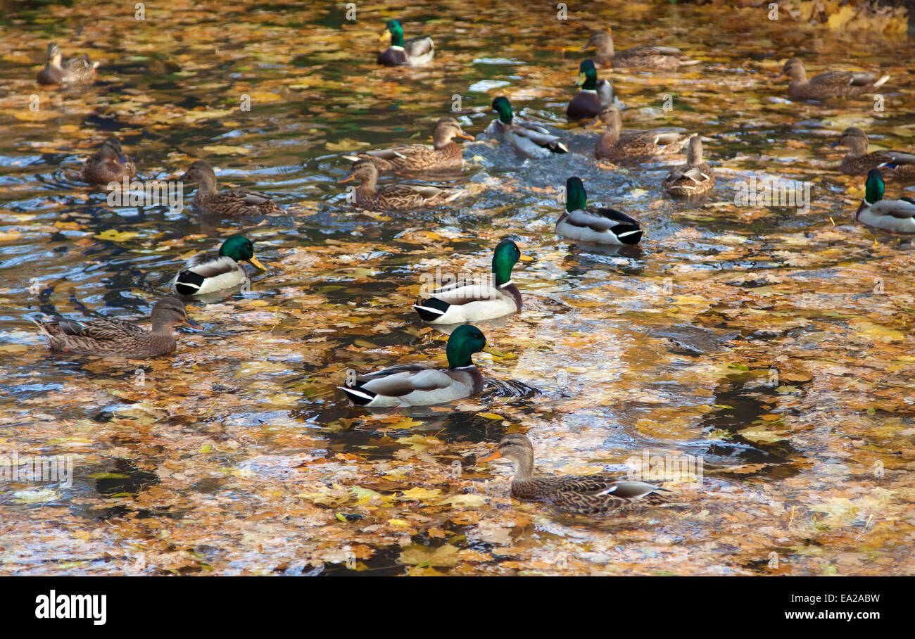 Canards nager dans un étang du parc parc au jour d'automne Banque D'Images