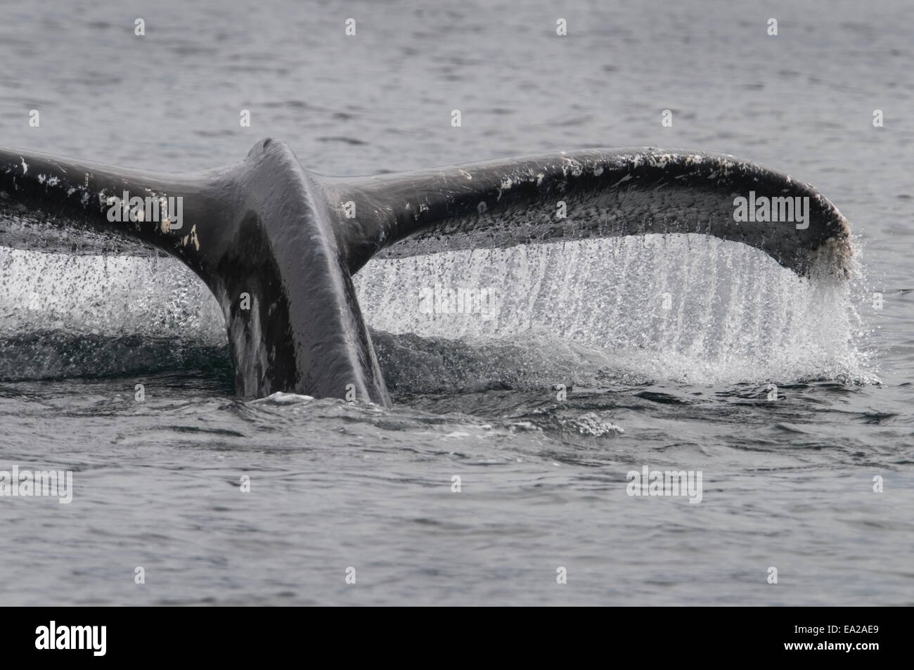Le puissant coup de une baleine à bosse (Megaptera novaeangliae) signale une plongée profonde, Frederick Sound, au sud-est de l'Alaska. Banque D'Images