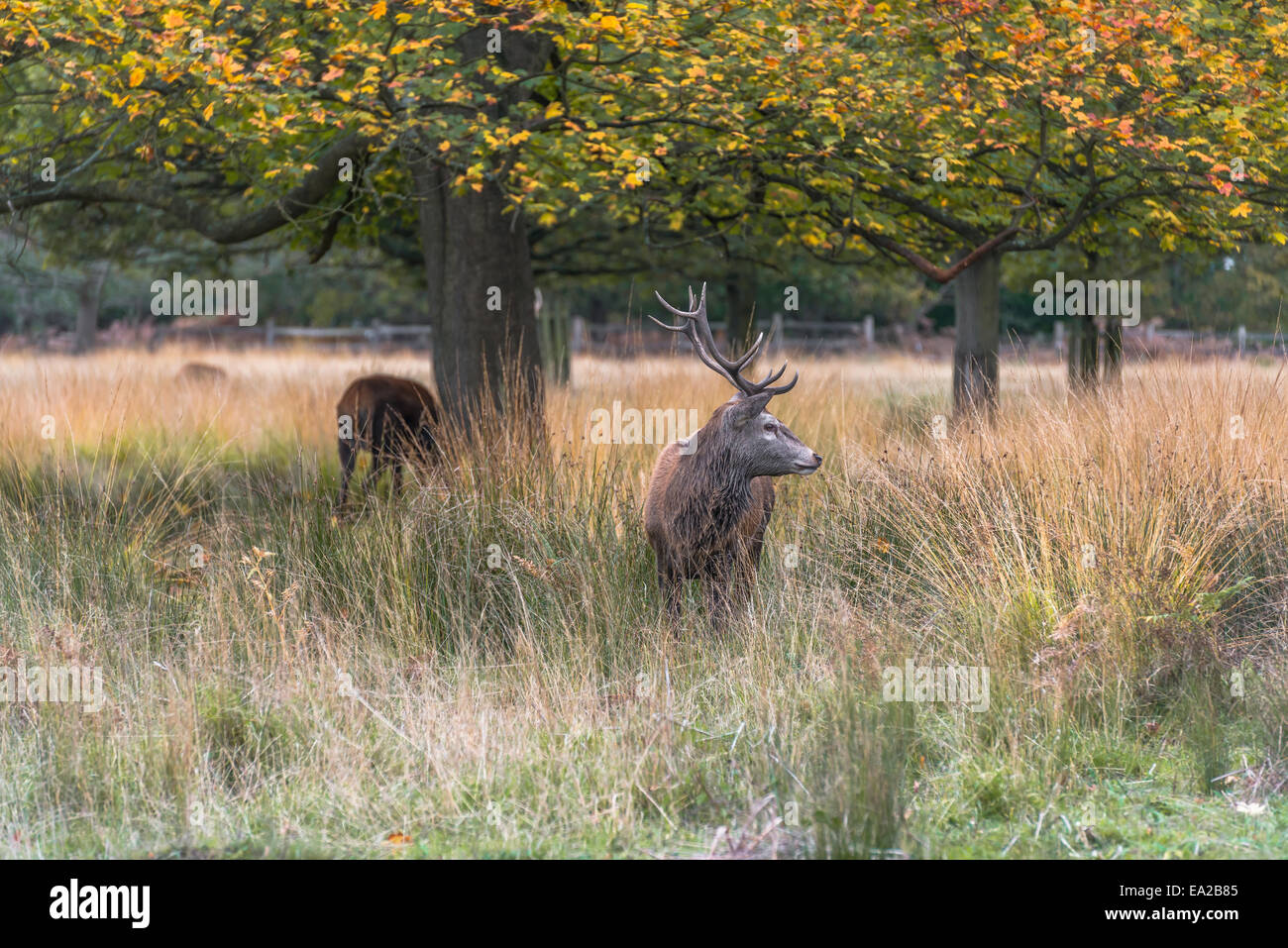 Red Deer stag en l'automne Richmond Park, London, UK Banque D'Images