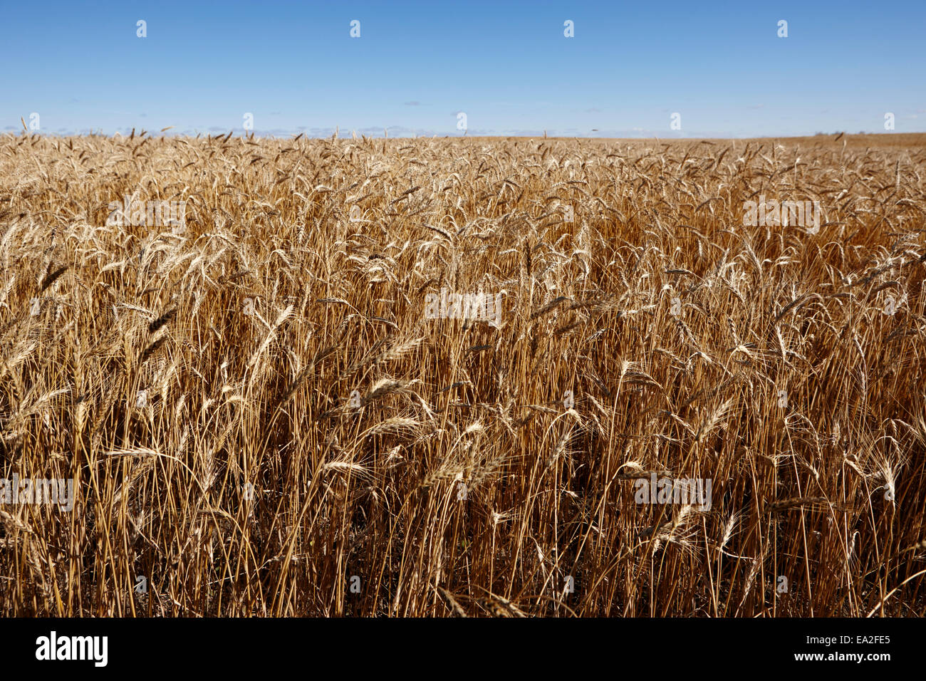 Domaine de la récolte de l'orge dans les prairies de la Saskatchewan Canada Banque D'Images