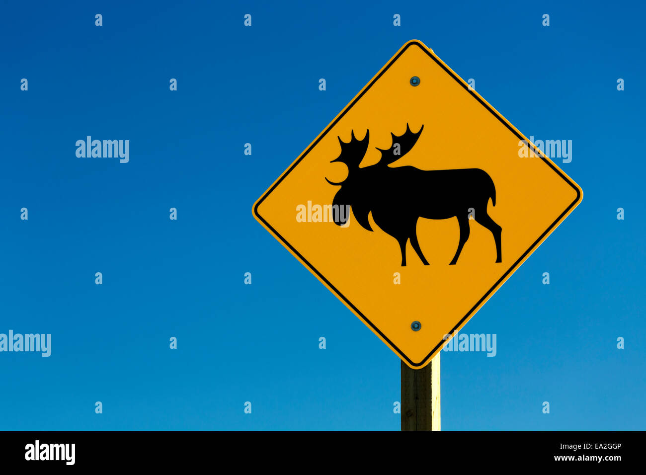 Close up of moose road sign et ciel bleu ; Alberta, Canada Banque D'Images